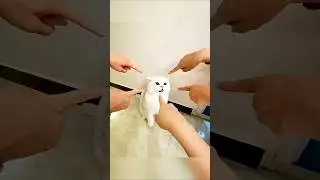Helpless Kitty&rsquo;s Reaction Will Break Your Heart 💔🐱| #cat #short #viralvideo
