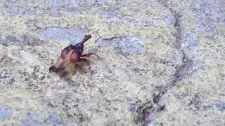 Leaf rolling weevil with damaged wing