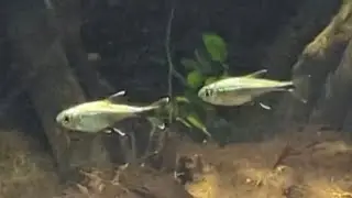 Species profile Hemigrammus&nbsp;rodwayi, The Golden Tetra