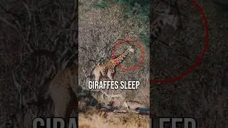 Weirdest Sleeping Animals! 🦒🐬 | Surprising Animal Facts!