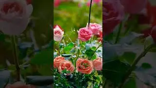 Roses Quotes Template #viral #trending #shorts #shortsvideo