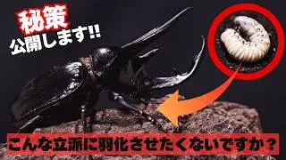 本当にコーカサスオオカブトは朽木を食べるの？マット飼育との成長を比較してみました。
