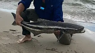 BIG COBIA FISHING in the NEW YORK CITY SURF - NYC POST STORM TROPICAL HURRICANE BLESSINGS