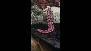 thai red flat millipede