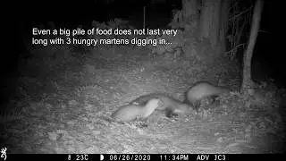 Marten pups now 3 months old (Stone marten family/Steinmarder/Husm&aring;r) (best at 1080p)