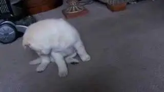 Tail Chase