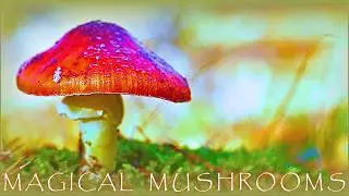 🍄Transcend into a World of Mystical Tribalism & Harness the Psychedelic Powers of Magical Mushrooms🍄