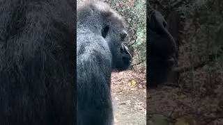 Babatunde the Silverback Gorilla walks into the 