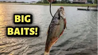 Dropping BIG Cutbaits for Pre-Spawn Catfish! | Catfishing 2021