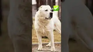 Самая злая собака это алабай🥶