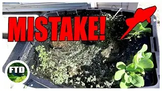 I Made a Huge Mistake! Fish Tank Fail!
