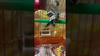 Goldfinch Mule Silver 2024
