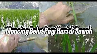 BEGINI KALAU NEKAT MANCING BELUT DI PAGI HARI‼️ BELUTNYA GANAS GANAS🔥