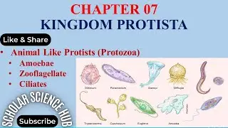 World of Animal like Protists
