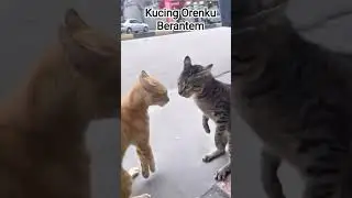 Kucing Orenku Berantem Lagi #catlovers #cat #suarakucing #suarakucingberantem