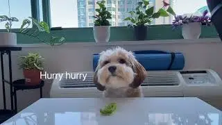 Cavachon Dog Eats Broccoli and Apple | Tiger Green