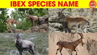 🐐 Meet the Amazing Ibex Species Names in English for Kids & Preschoolers #kidslearning#animals #Ibex