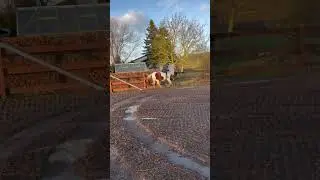 Riding with No sadle and No bridle😱🤩This was so funny with my good girl❤️⭐️ #shorts #horses