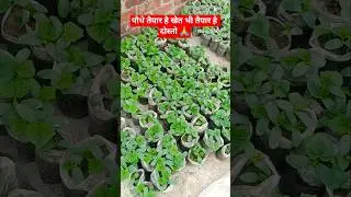 kisan ko support dosto😥 #viral #farming #shorts #reels #villagelife #kisan #viralreels