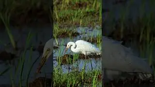 Intermediate egret #birds #shorts