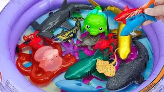 [🦈toy asmr🦈] Octopus & Starfish & Whale & Sea Animal Toys Collection | Satisfying With Unboxing