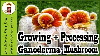 Ganoderma Mushrooms (Lingzhi Mushrooms) | health benefits + harvesting + processing tips
