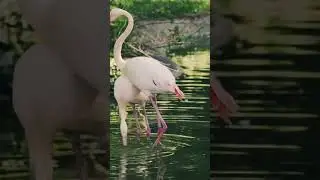 Why Flamingos Are Pink