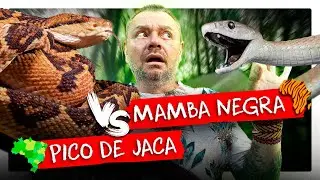 PICO DE JACA x MAMBA NEGRA, QUAL A MAIS TEMIDA? | RICHARD RASMUSSEN