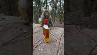this monkey likes to drink apple juice! #monkey #drink #shorts