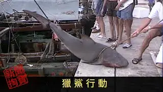 TVB 新聞掏寶 獵鯊行動 香港水域有鯊魚出沒，九十年代更發生多宗鯊魚咬人事件。事發後不少人自發捕獵鯊魚，他們各施各法，最後又能否成功捕鯊？