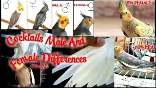 Cocktail Male and Female Difference
