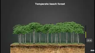 #Layers of forest!Tropical rainforest.Temperate bech forest Tropical deciduous forest monsoon forest