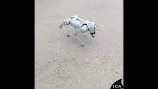robothond