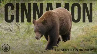 AMAZING Scent-Marking Behavior: Watch Cinnamon Black Bear Mark Its Territory by Walking Through tree
