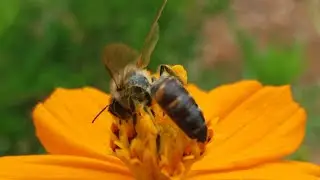 APIS Dorsata