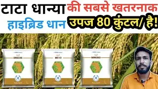 टाटा धान्या की सबसे खतरनाक किस्म,DR 8336 ,MC 13 , MR 8383