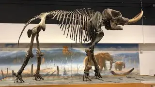 The Cohoes Mastodon Skeleton Exhibit NYS Museum - Manny from Ice Age