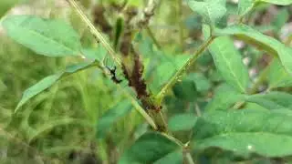 70.Insect VS Nature &ndash; How Tiny Creatures Survive Daily