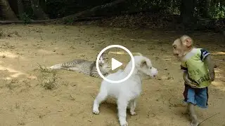 Cleaver Tiny Monkey Aboy Stand Reply F-i-ght Back Stranger Puppy