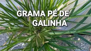 Grama pé de Galinha Conheça os benefícios