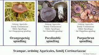 Svampar, ordning Agaricales, familj Cortinariaceae spindling pan josh fungus Stor kanelspindling