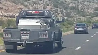 Dog riding on the back of an open bed truck