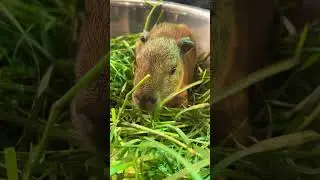 #capybara #animals #edit #cute #funny #animal