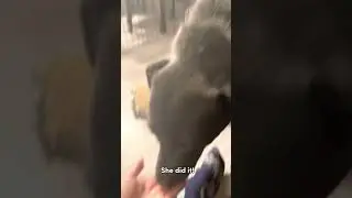 Getting my Foster Dog to Trust me