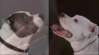 Beyond the Myth: The Truth  About Pit Bulls Trailer