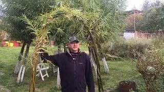 ПАВИВА Беседка из ивы садовая , с весны по осень