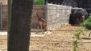 BABY GIRAFFE #giraffe #animals #houstonzoo #viralvideo #viralshort #viralsgorts