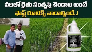 #FostRootex  వరిలో రైతు సంతృప్తి చెందాలి అంటే ఫాస్ట్ రూటెక్స్  వాడాల్సిందే ... | YK Laboratories
