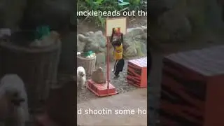 Monkeys in the hood