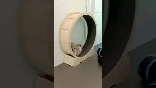 Как много моментов, которые хочется запечатлеть🫶#гостиницаPetsPlace #Minsk #гостиницадлякошек